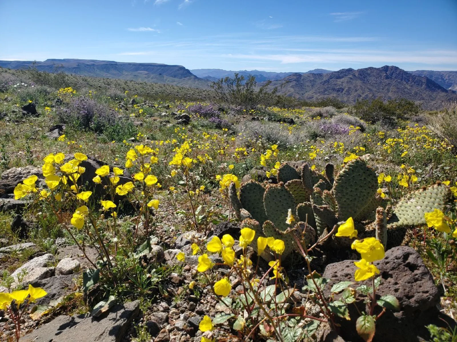Desert landscape with yellow wildflowers and cacti in the foreground beneath a blue sky