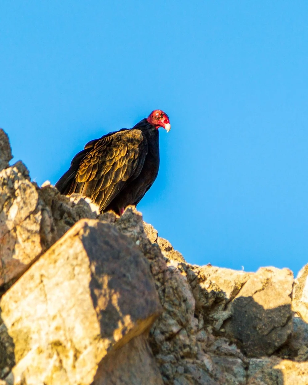 Turkey vulture perched on a rocky ledge at Lake Mead