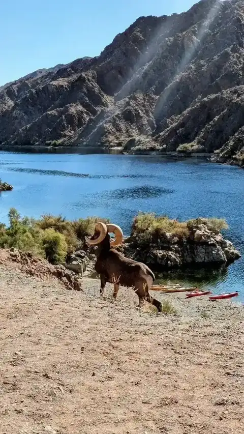 Desert Wildlife