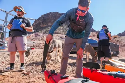 Guides loading kayaks near wild burros on the way to Lake Mead