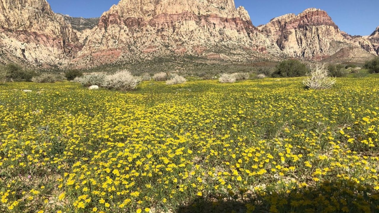 Vast yellow wildflower field before Red Rock Canyon's red sandstone peaks.