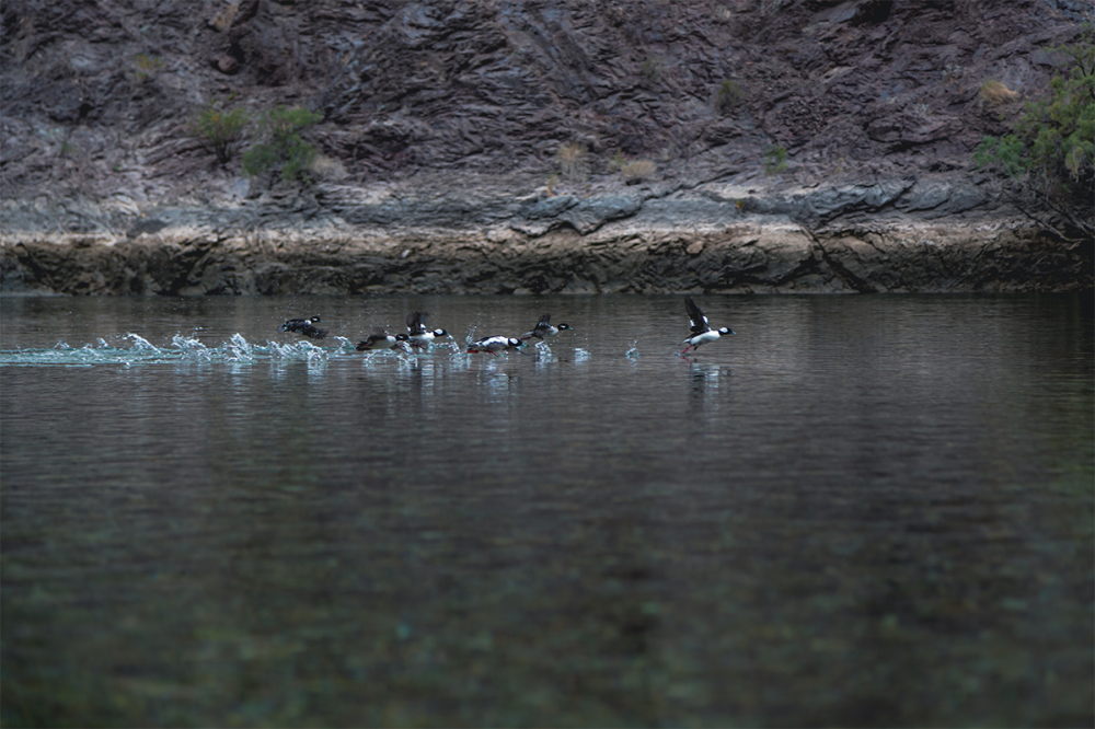 Ducks taking off from a calm river with rocky cliffs in the background.