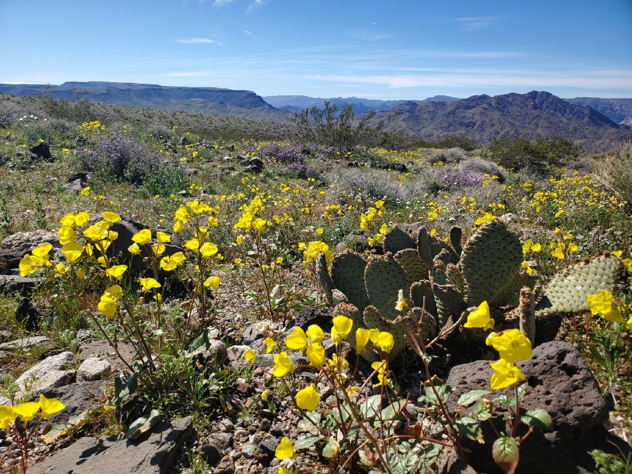 Desert landscape with yellow wildflowers and cacti in foreground, mountains in background under blue sky.