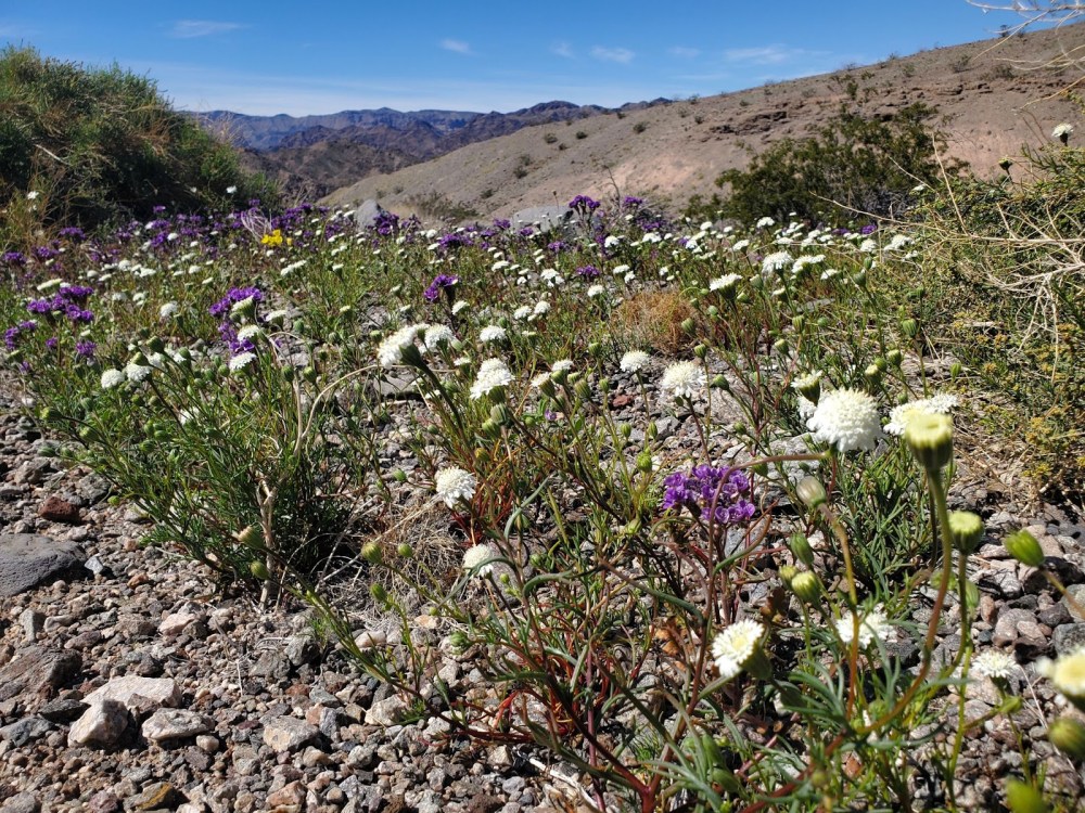 Wildflowers in rocky desert landscape with hills and blue sky in the background.