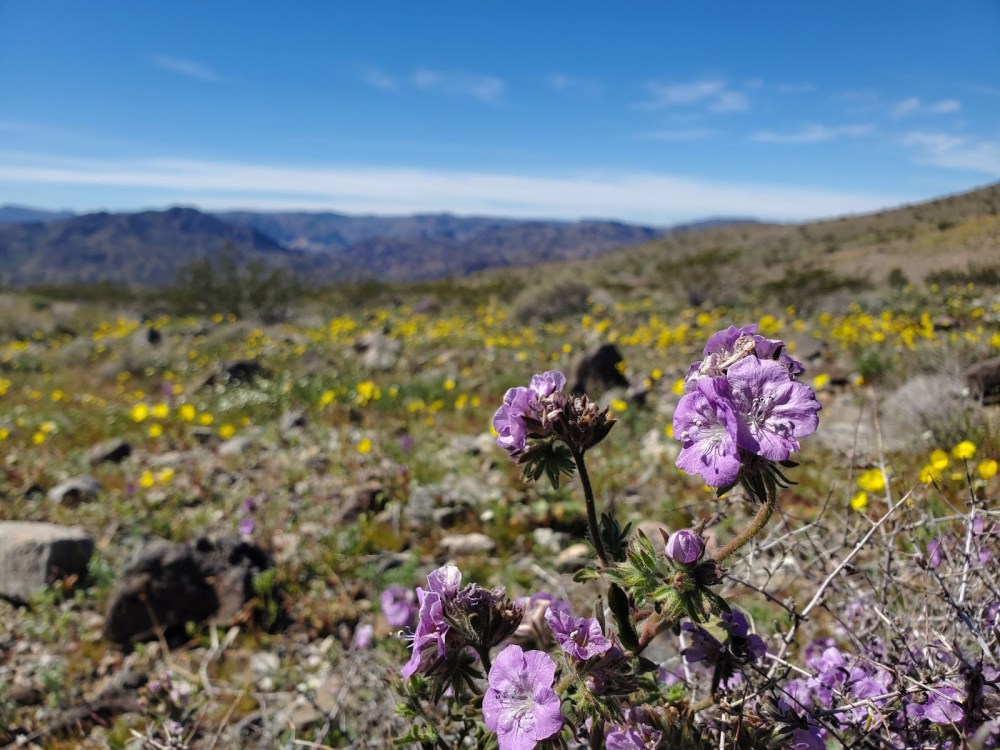 Purple wildflowers in desert landscape with distant mountains under a blue sky.