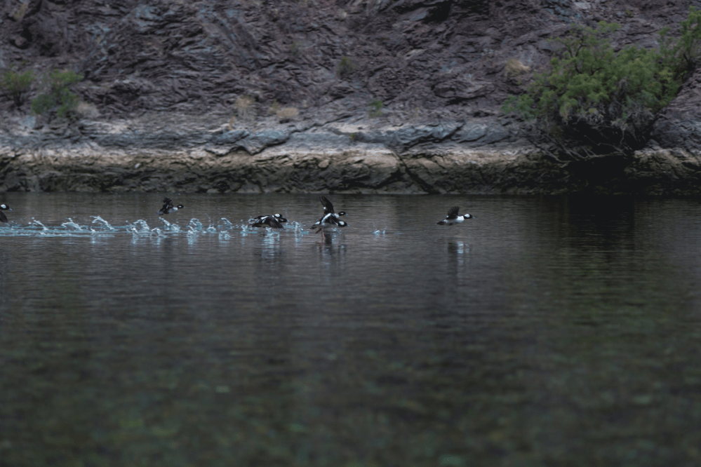 Birds skimming water surface, rocky shoreline in background.