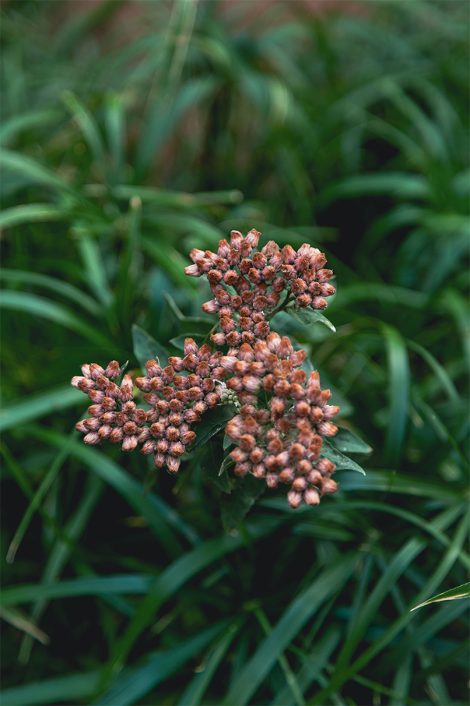 Cluster of small brownish flowers surrounded by green leaves.