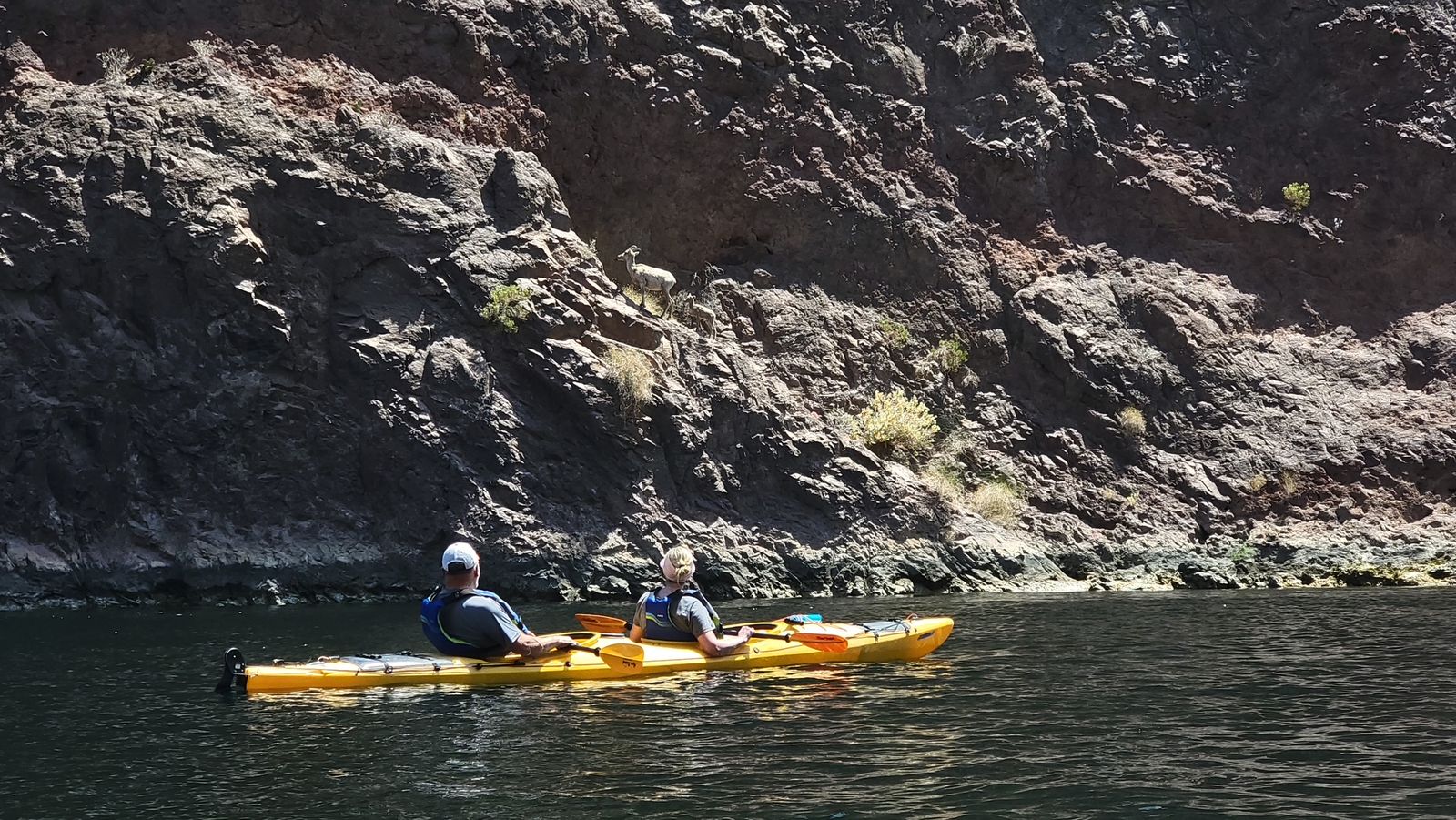 Two people kayaking near rocky shoreline with a goat above them on the hill.