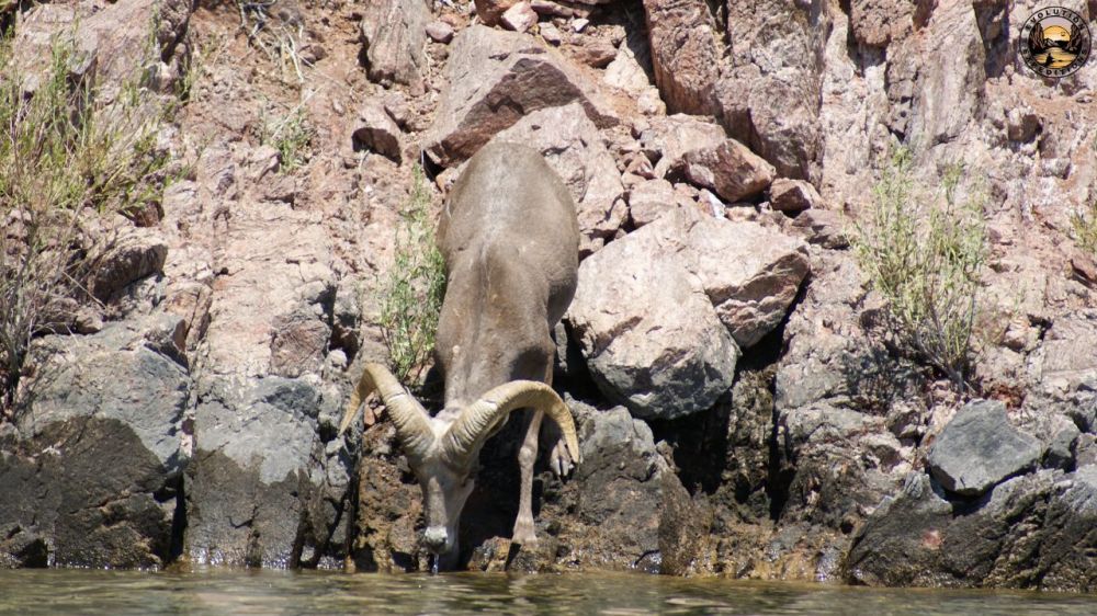 A bighorn sheep drinking water from a rocky shore.