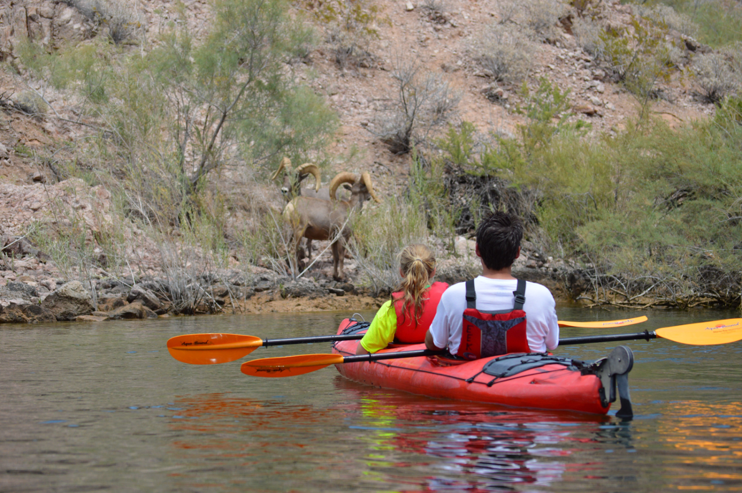 Two people in a red kayak observing bighorn sheep on a rocky shore.