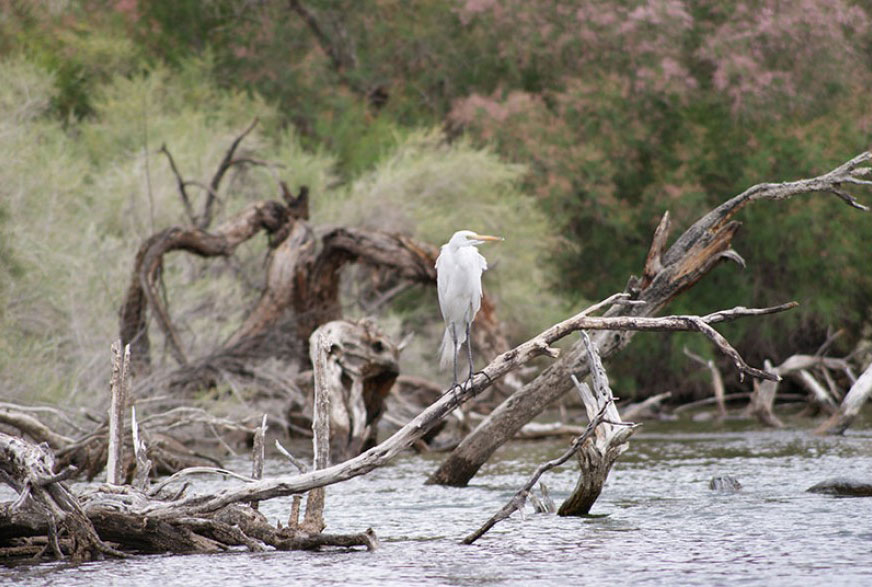 White egret standing on driftwood in a river with surrounding greenery.