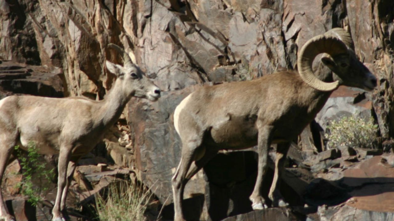 An image of Desert Bighorn Sheep in Grand Canyon 