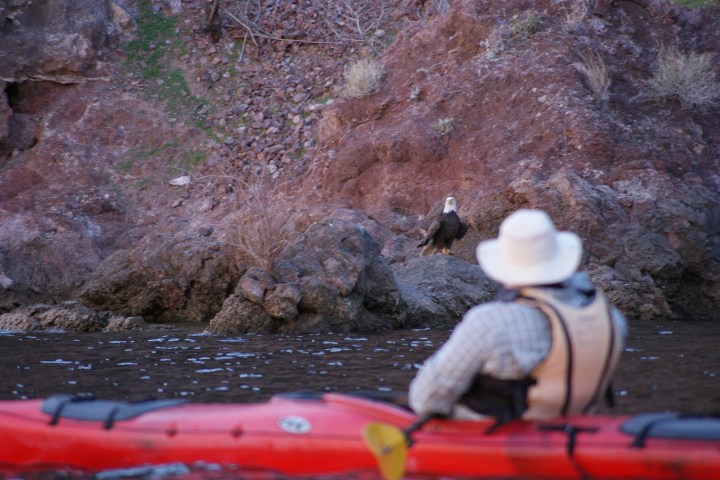 Person in kayak observing a bird on a rocky shoreline.