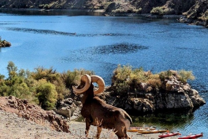 Bighorn sheep on rocky terrain overlooking a lake with mountains in the background.